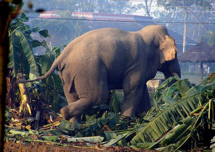 जङ्गली हात्तीको आक्रमणबाट कञ्चनपुरमा एकको मृत्यु, छ घाइते