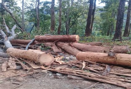 विद्युत् विस्तार गर्न ११ हजार रूख काटियो