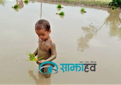 आज असार १५, दहि चीउरा खादैँ खेतमा रोपाई गर्दै, धान दिवस मनाइँदै (फोटो फिचर)